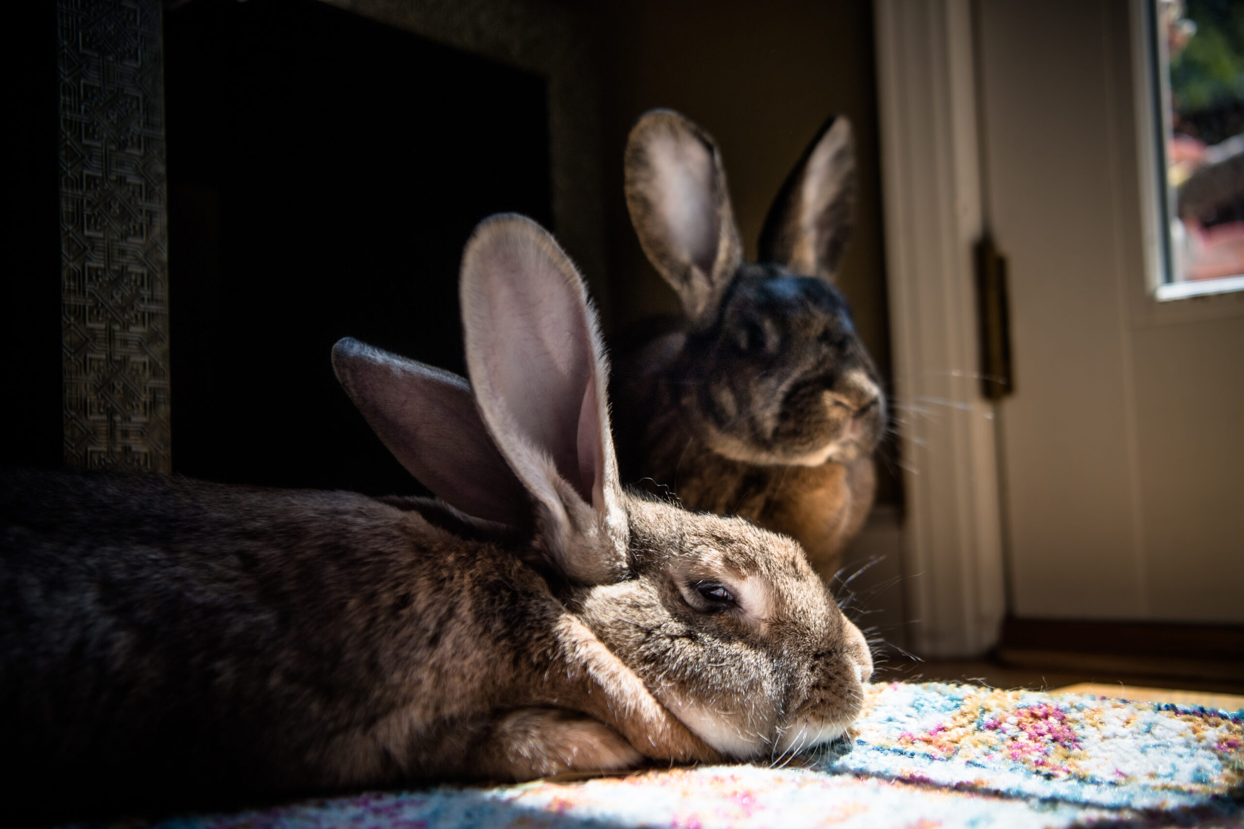 Crime Rabbit Rabbit, Rabbit, Rabbit! – The Landscape of Canadian Women's Crime Fiction